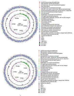 Frontiers | Genome Sequence And Metabolic Analysis Of A Fluoranthene ...